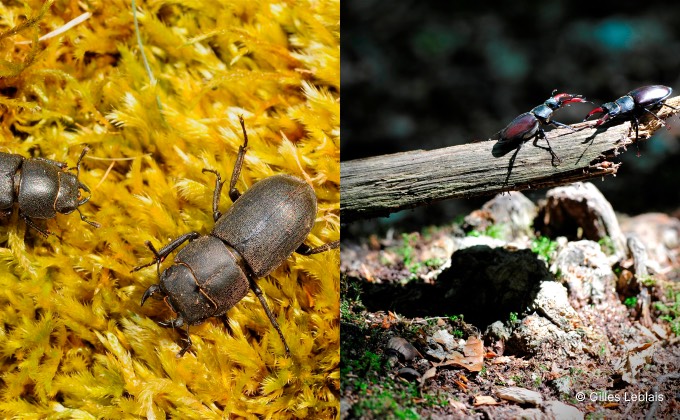 La petite biche et le lucane cerf-volant sont deux insectes utiles ayant besoin de bois mort pour vivre et s’installer durablement dans un jardin en permaculture.