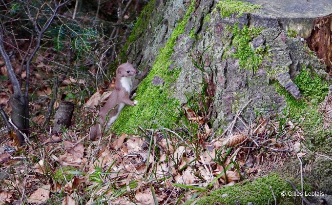 Belette (Mustela nivalis) au pied d’une vieille souche de bois mort laissée au jardin.