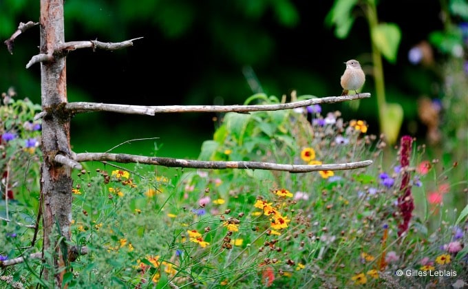 Jeune rouge-queue à front blanc (mâle immature) perché sur une vieille branche morte dans le jardin.