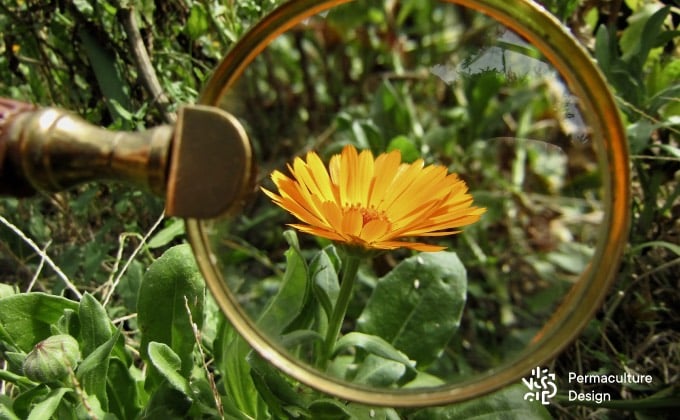 Observation à la loupe d’une fleur de calendula ou souci.