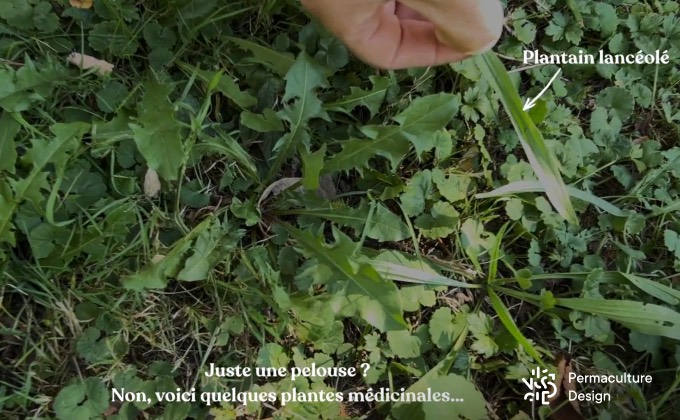 Plantes sauvages médicinales dans une simple pelouse : plantain lancéolé, pissenlit, lierre terrestre…