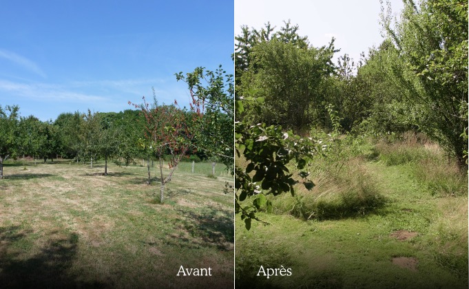 Photos avant/aprés d’un jardin en permaculture.