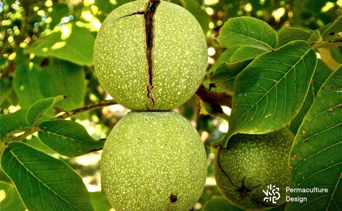 Arbre fruitier en permaculture : ici un noyer.