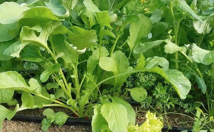 Association de légumes au potager.