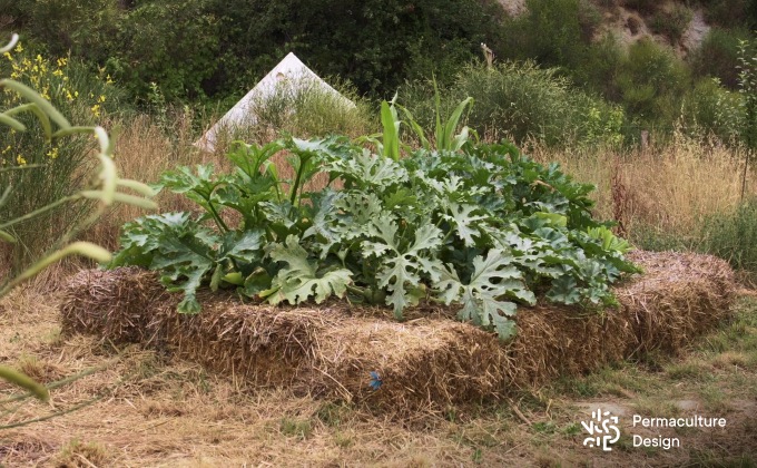 Butte de culture en lasagne dans un potager en permaculture.