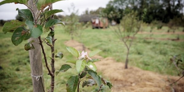 Formation sur comment créer un verger naturel en permaculture.