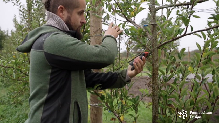 Personne qui taille un fruitier d'un verger naturel