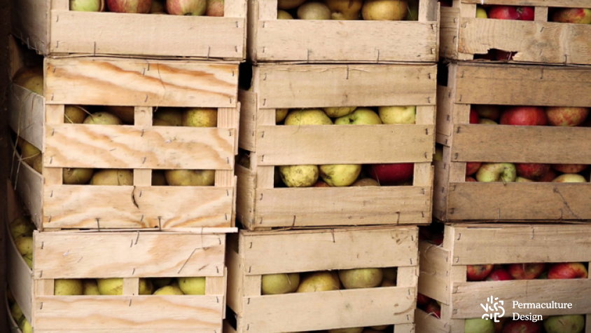 Récolte de pommes d'un verger en permaculture.