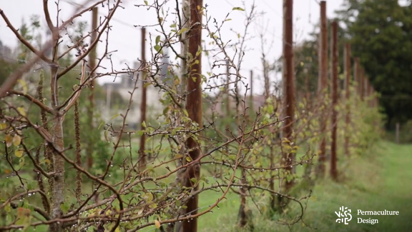 Arbres fruitiers palissés dans un verger naturel.