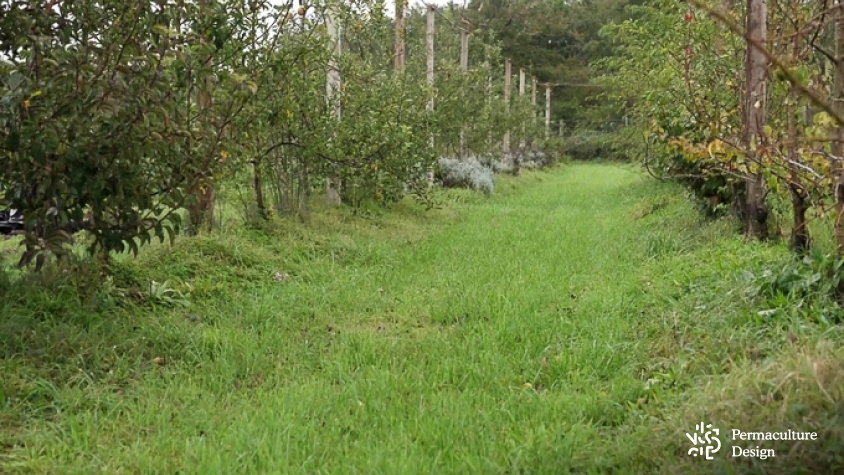 Verger naturel enherbé.