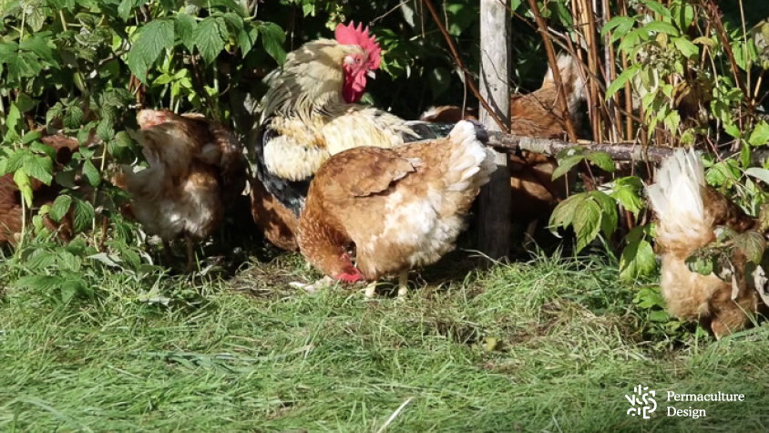 Poules dans un verger en permaculture.