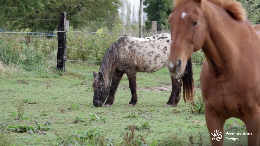 Chevaux dans verger naturel.