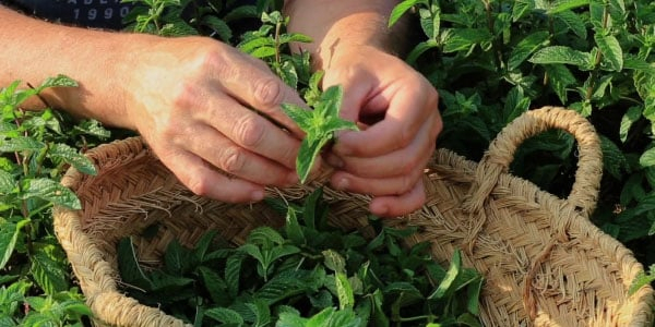 Formation Devenir producteur de plantes aromatiques et médicinales