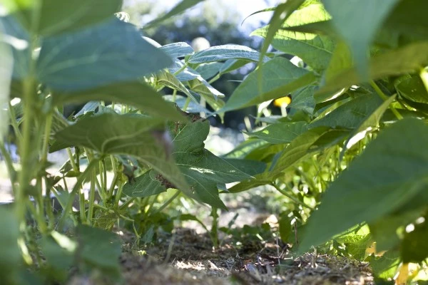 Plantés serrés, les végétaux peuvent être de véritables mulchs vivants, créateurs de micro-climats et de nombreux bienfaits. Source PermacultureDesign