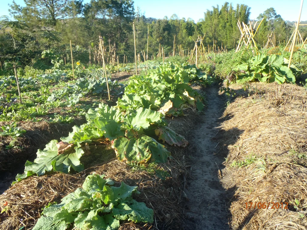 Exemple d'un jardin bio-intensif grâce à différentes combinaisons de plantes comme des salles sur des buttes de permaculture