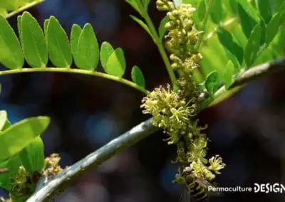 ​​Fleurs du févier d’Amérique butinées par un syrphe (Syrphus ribesii).